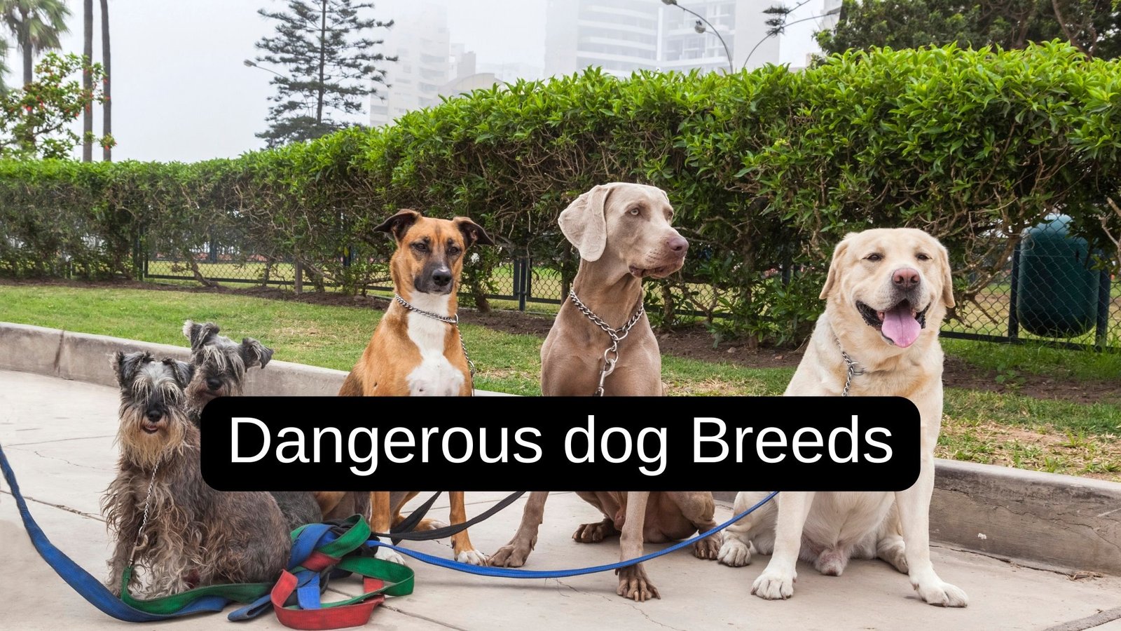 Dangerous dog Breeds